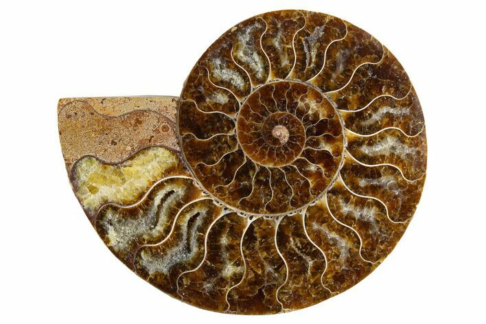 Cut & Polished Ammonite Fossil (Half) - Madagascar #345975